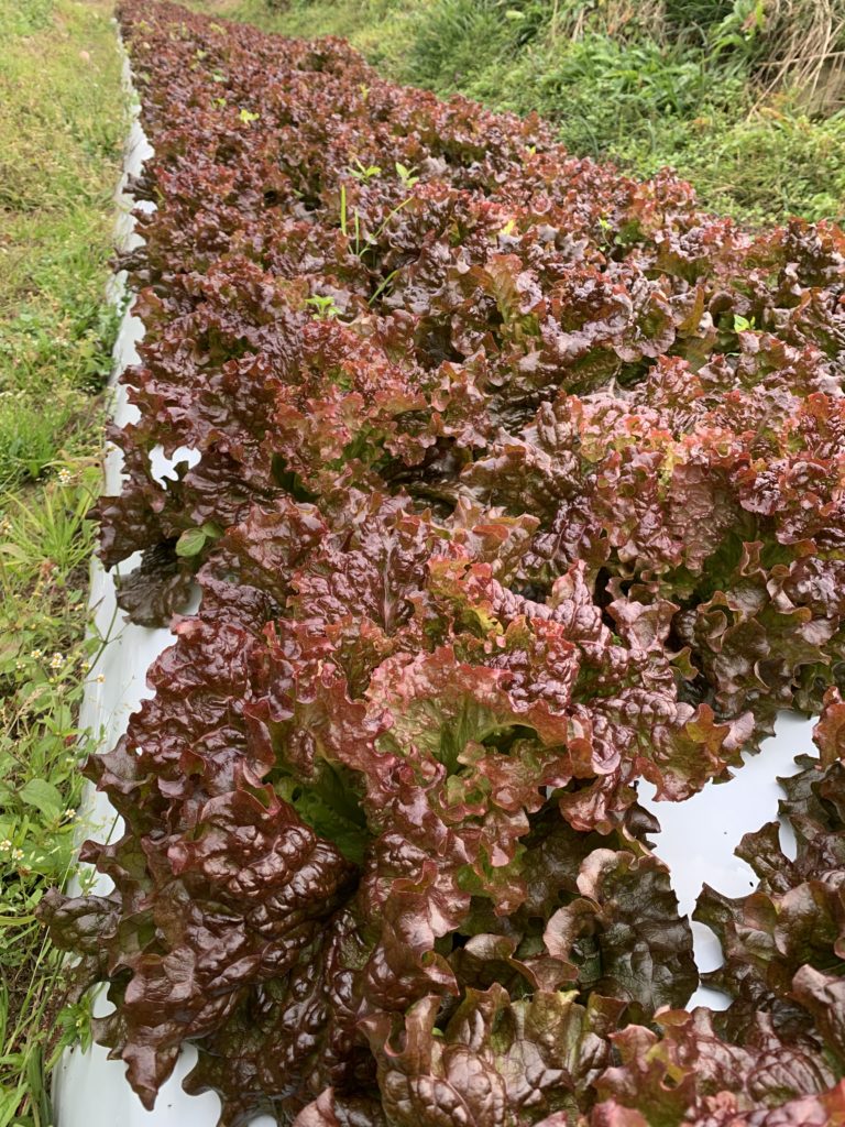 IMG_4279-e1576494292100-